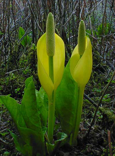 ketchikan-flower-042005.jpg