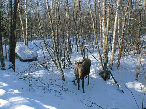 moose_2_2005.jpg