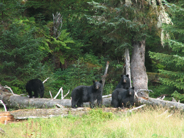 bear14_09_2007.jpg