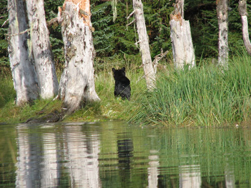 bear6_09_2007.jpg