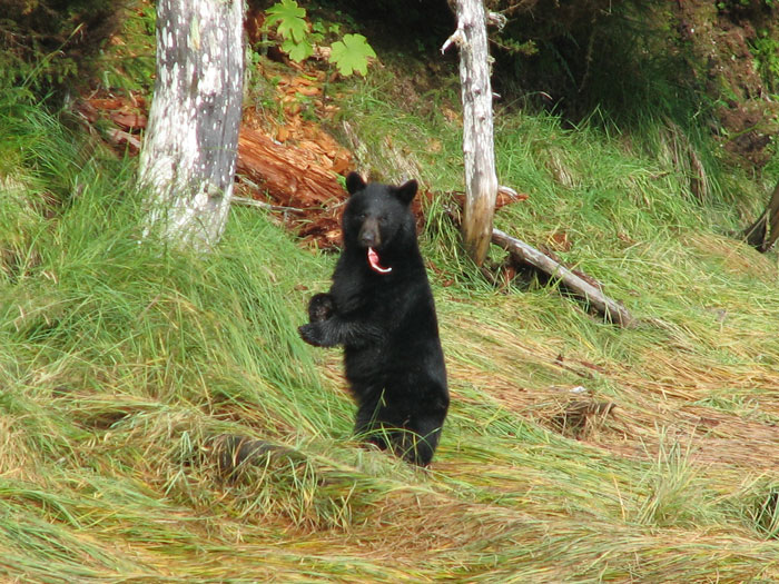 bear9_09_2007.jpg