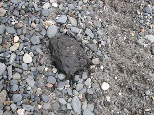 アラスカ クラムガルチ アラスカ クラムガルチ