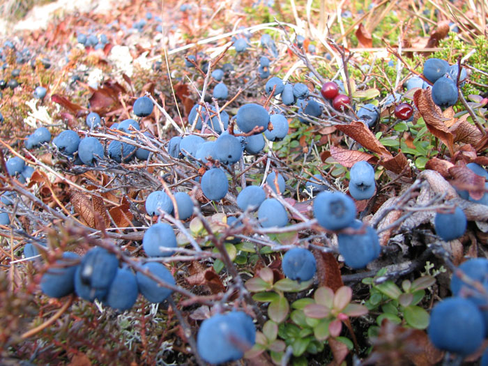 アラスカ