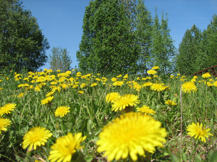 dandelion-05-2006.jpg