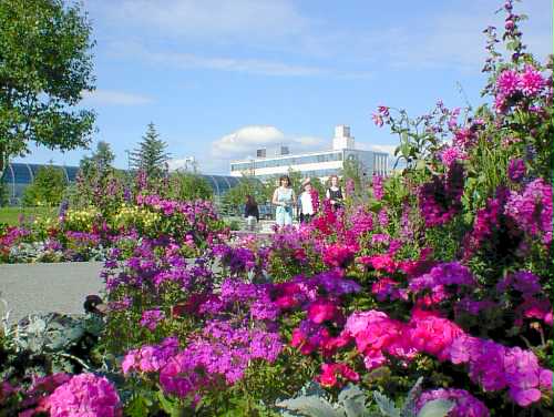 flower-town-july00.jpg