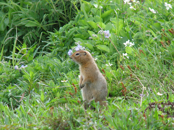 アラスカ　マーモット