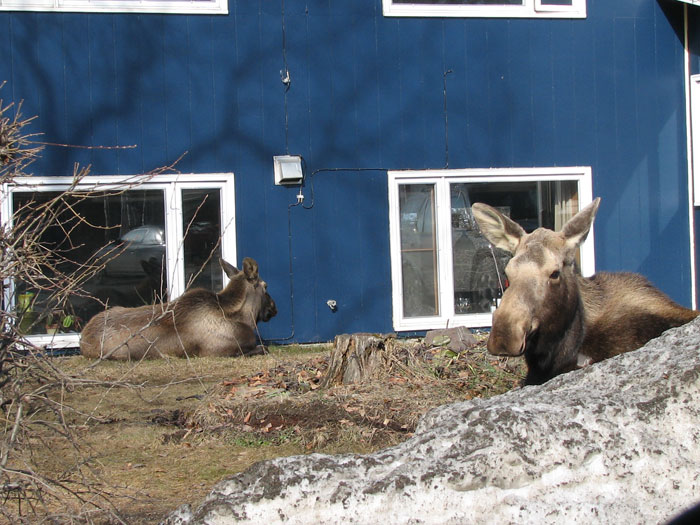 moose-04-2006.jpg