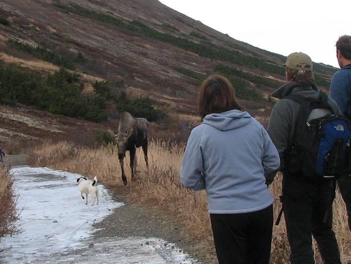 moose2-10-2006.jpg